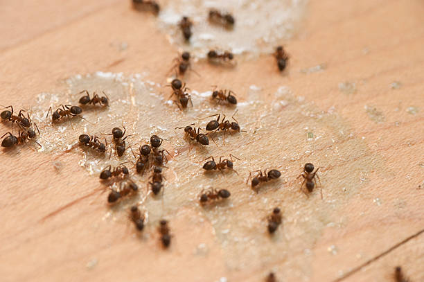 Best Pest Control Near Me  in Flagstaff, AZ