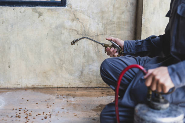 Wasp Removal Services in Flagstaff, AZ